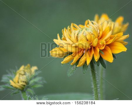 Blooming yellow black-eyed Susan flower with bud in the background on medium green background.