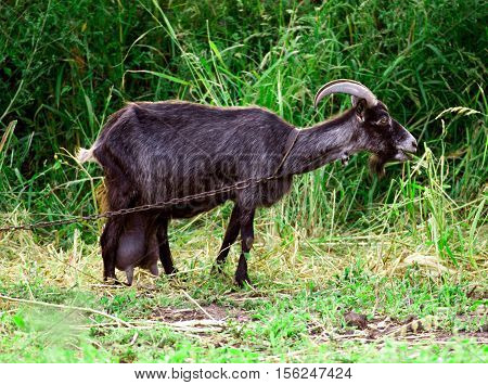 Goat grazing on a green meadow and eat grass.