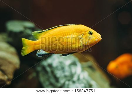 Aquarium yellow fish - - Labidochromis caeruleus