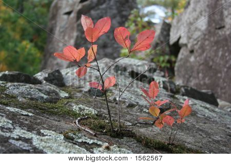 Rød Leafed plante i Rock
