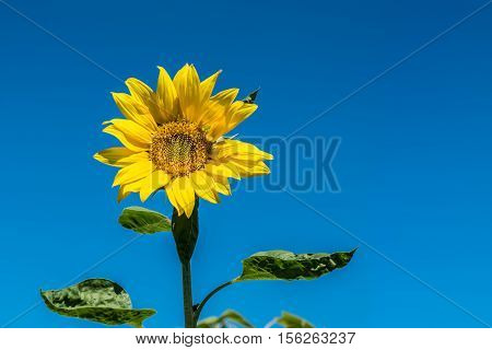 Beautiful sunflower and blue clear sky background