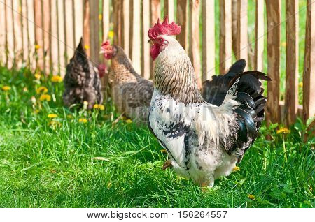 Hens and rooster walking in the meadow