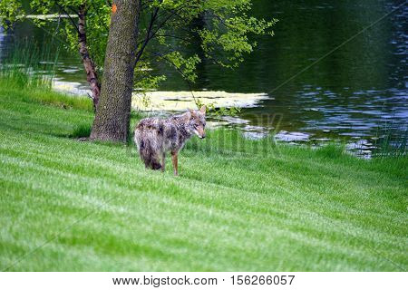 A wild coyote (Canis latrans) stands beside the shore of a small lake in the Wesmere Country Club subdivision of Joliet, Illinois during May.