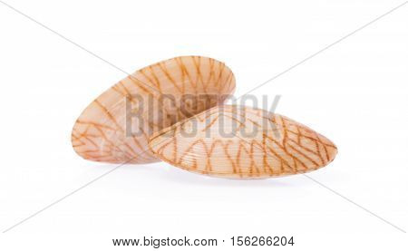 Surf clam isolated on a white background