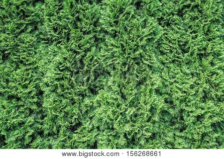 White cedar background. Green leaf texture. Tiny green leaves background. The natural texture of white cedar.