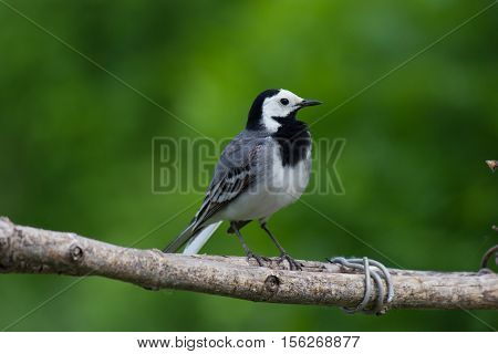 Bird Wagtail on a stick. Bird on a green background.
