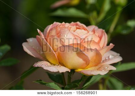 Delicate rose flower in drops of rain. Rose garden in the summer, after the rain.