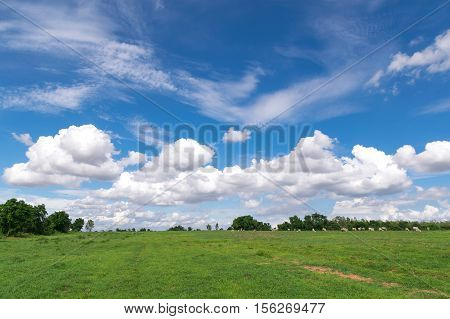 blue sky clouds with green field landscape for background or backgrop nature concept