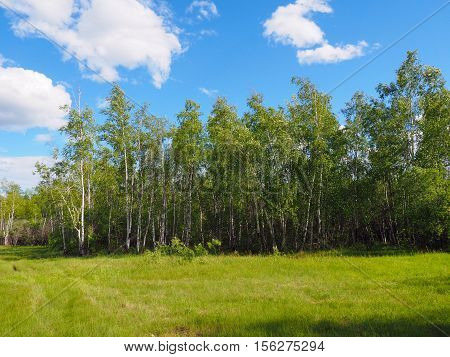 Birch forest and mesophilic meadow in Yakutia