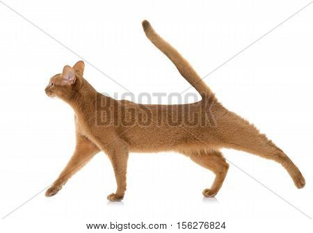 Abyssinian cat in front of white background