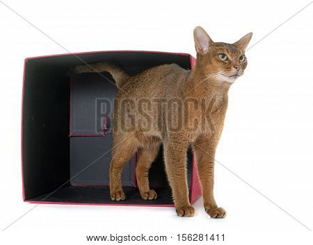 Abyssinian cat in front of white background
