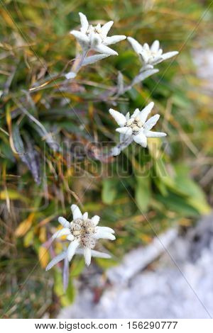 four alpine edelweis flowers on a field