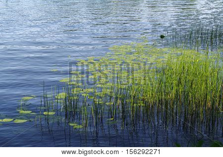 plants and aquatic plant on blue lake water surface on a sunny day