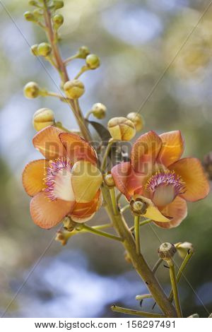 Cannon ball tree flowers in Bali, Indonesia