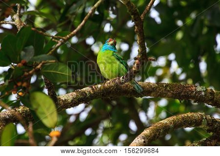 Blue-throated Barbet On Fig Tree