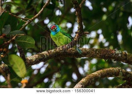 Blue-throated Barbet On Fig Tree