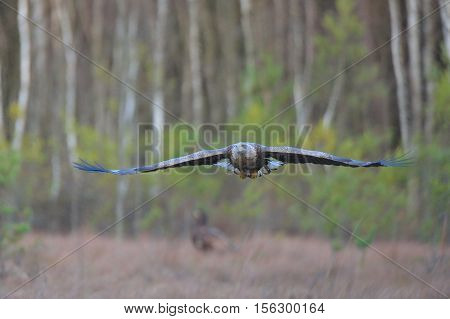 adult, albicilla, animal, background, beautiful, bielik, bird, eagle, europe, european, feather, flight, fly, haliaeetus, isolated, nature, norway, predator, sea, tailed, water, white, white-tailed, wild, wildlife, wing