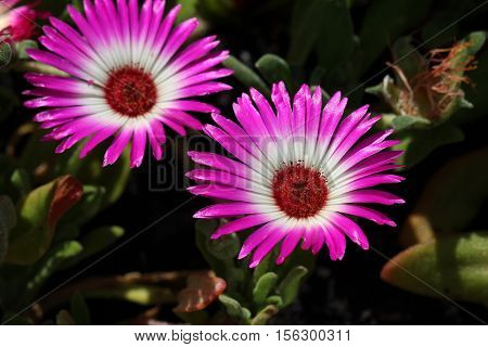 Summer / Dorotheanthus - Beautiful summer flowers