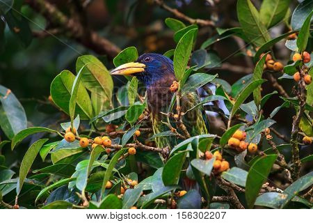 Great barbet in the nature (Megalaima virens)