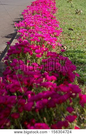 Red Ice Plant (Drosanthemum Floribundum), Flower background