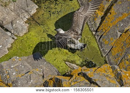Seagull on the dirty polluted sea water