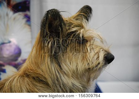 Side profile of a berger picard dog.