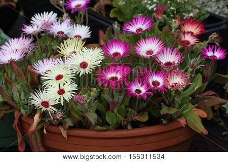 Summer / Dorotheanthus - Beautiful summer flowers