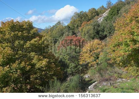 deciduous autumnal woods in Nebrodi Park, Sicily 