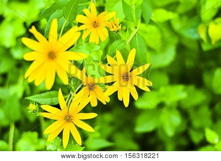 Tree marigold Mexican tournesol Mexican sunflower Japanese sunflower Nitobe chrysanthemum