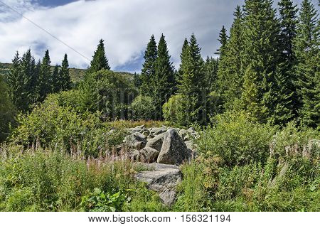 View of stone river big granite stones on rocky river from a distance in  Vitosha national park mountain, Bulgaria
