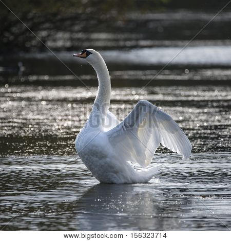 Graceful Beautiful Mute Swan Cygnus Olor Stretches It's Wings On Lake With Sun Behind