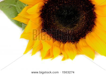 Widok z boku słonecznika (Helianthus Annuus)