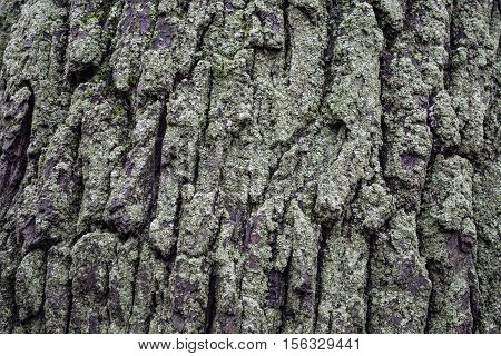 Moss on the bark of oak. Natural background.
