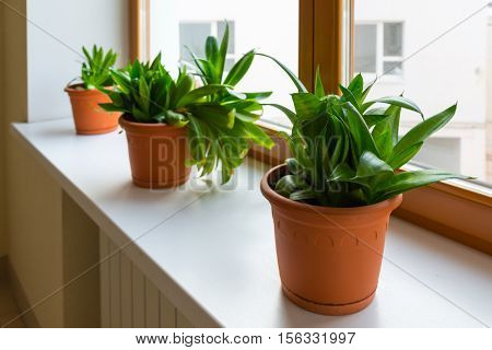 Three sansevieriya stand on the windowsill in room