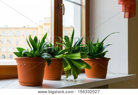 Three sansevieriya stand on the windowsill in room