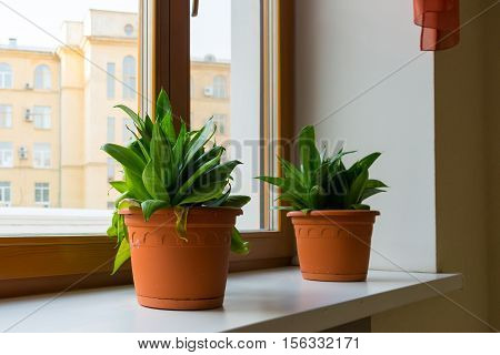 two sansevieriya stand on the windowsill in room