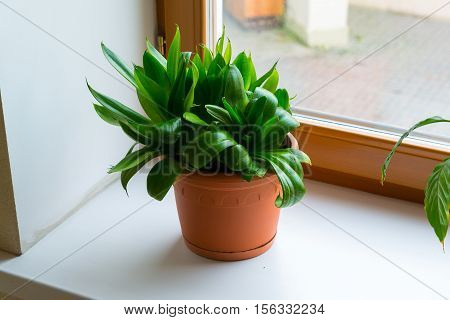 sansevieriya stand on the windowsill in room