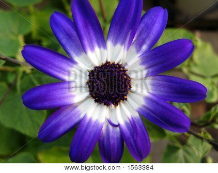 Blaue Blume
