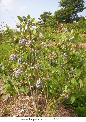 Hohe Bush Blueberries