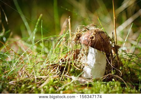 Mushroom In The Forest At Sunset With Dewdrop