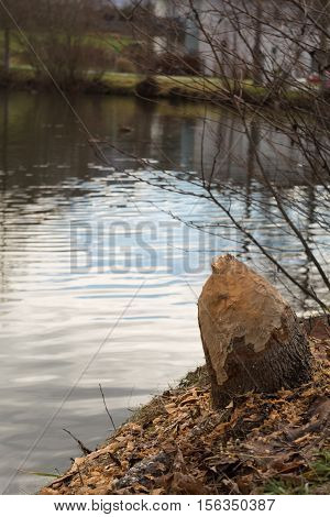 Forestry damages from a beaver - traces of a rodent