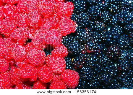 heap of ripe berries of blac kberry and raspberry