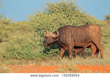An African buffalo (Syncerus caffer) in natural habitat, Mokala National park, South Africa