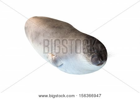 Small Californian elephant seal sleeping, northern elephant seal, Cystophora proboscidea, isolated on white background.