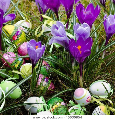 Uova di Pasqua In erba tra Spring Crocus