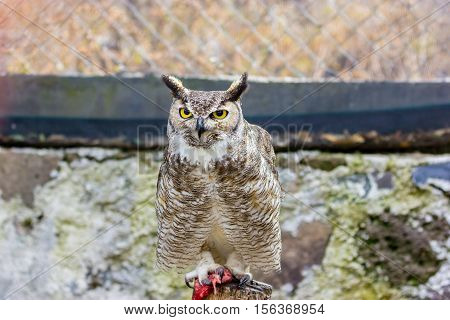 The great horned, also known as the tiger or the hoot  owl, is a large bird native to the Americas. It is an extremely adaptable bird with a vast range and is a common  true one in the Americas