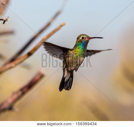 Broad Billed Hummingbird. Using different backgrounds the bird becomes more interesting and blends with the colors. These birds are native to Mexico and brighten up most gardens where flowers bloom.