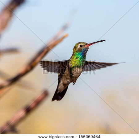 Broad Billed Hummingbird. Using different backgrounds the bird becomes more interesting and blends with the colors. These birds are native to Mexico and brighten up most gardens where flowers bloom.