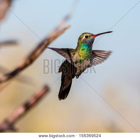 Broad Billed Hummingbird. Using different backgrounds the bird becomes more interesting and blends with the colors. These birds are native to Mexico and brighten up most gardens where flowers bloom.