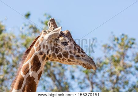 Portrait of a giraffe. Here you can clearly see its horns and large eyes and typical giraffe pattern.